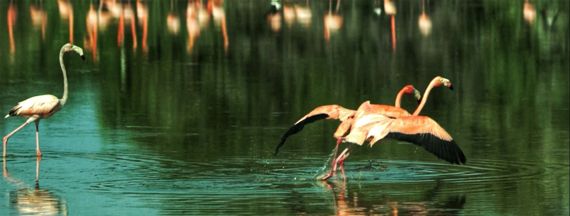 Flamants roses dans les zones protégées